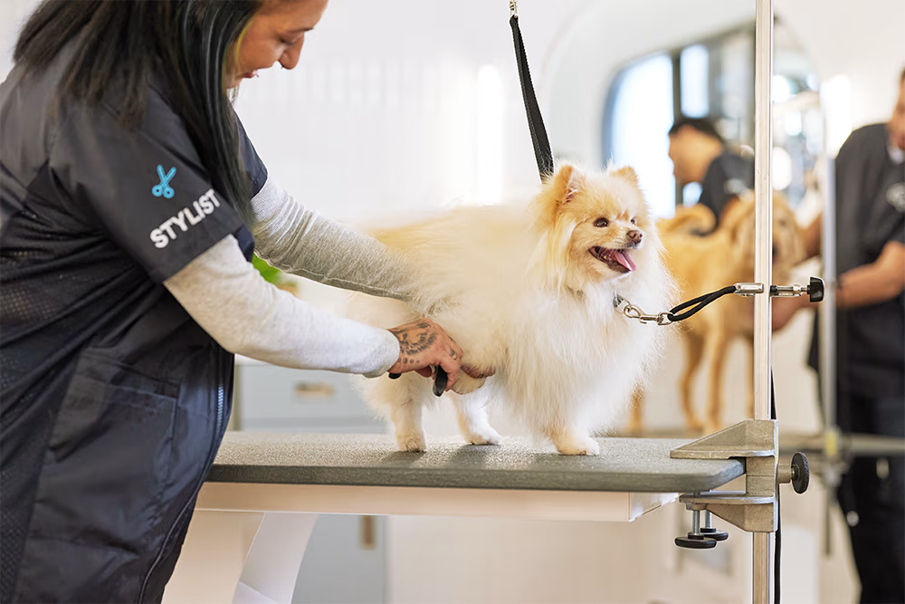 Unlock a Healthier Coat: Explore Becoliah' De-Shedding & Bath Services