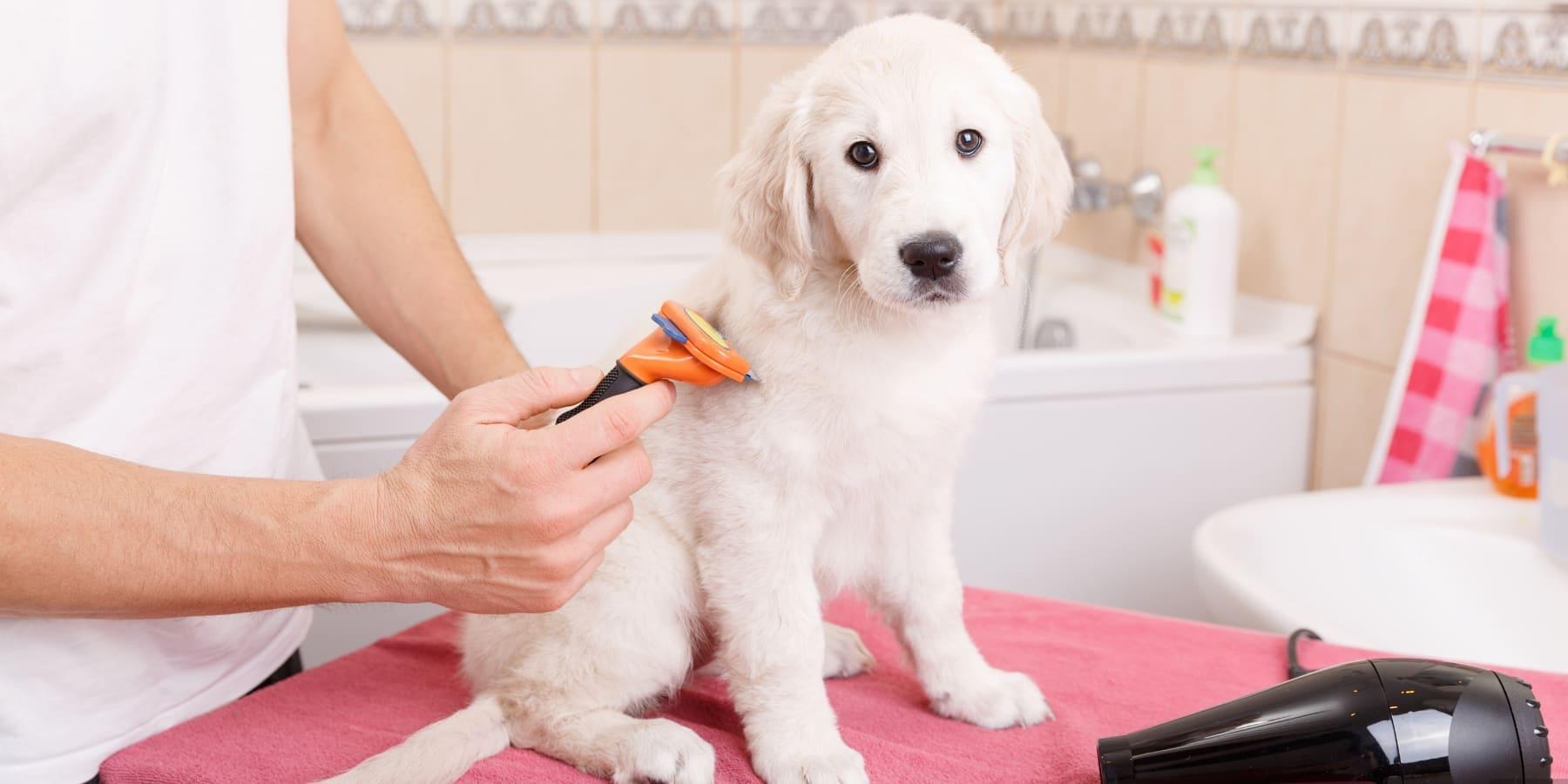 Seasonal Grooming Guide: Keeping Your Pet Comfy All Year Round