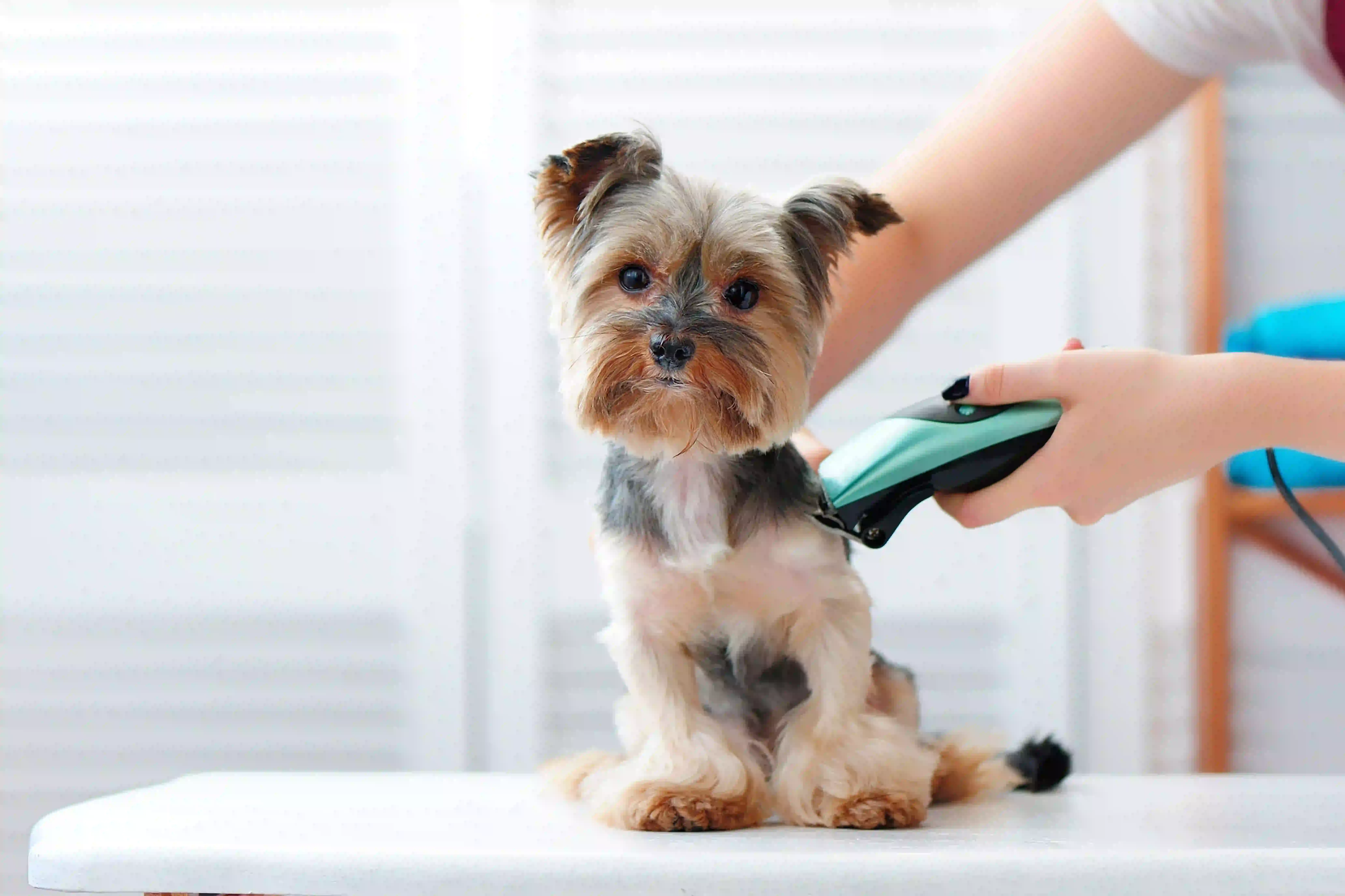 Nail Trims & Paw Perfection: Why Becoliah is Your Pet's Best Friend