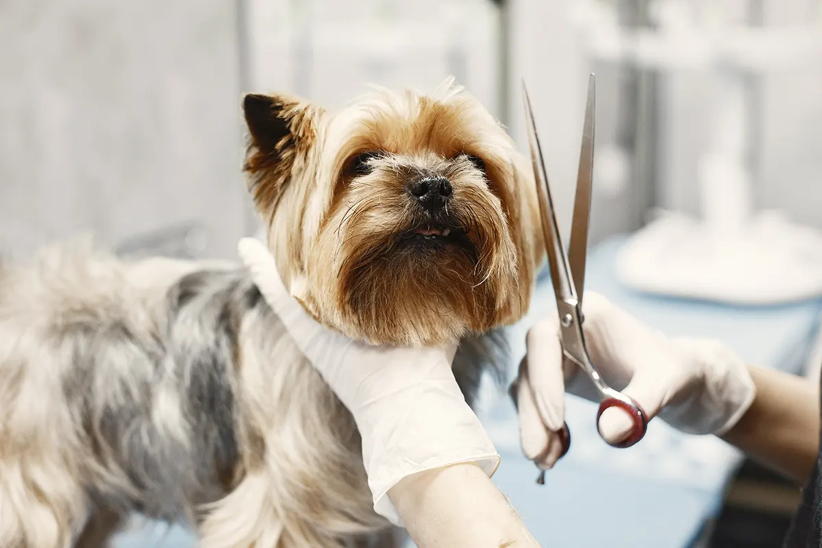 Happy Paws, Happy Life: Understanding Your Pet's Grooming Needs